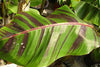 Musa Sikkimensis Red Tiger 10 Seeds, Cold Hardy Darjeeling Banana Tree
