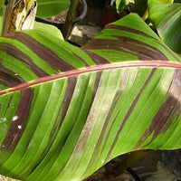 Musa Sikkimensis Red Tiger 10 Seeds, Cold Hardy Darjeeling Banana Tree