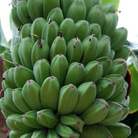Musa Sikkimensis Red Tiger 10 Seeds, Cold Hardy Darjeeling Banana Tree
