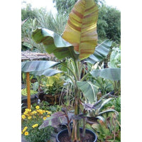 Musa Sikkimensis Red Tiger 10 Seeds, Cold Hardy Darjeeling Banana Tree
