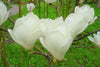 Magnolia Denudata 10 Seeds, Fragrant Flowering Tree Shrub Yulan Jade Lily
