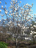Magnolia Denudata 10 Seeds, Fragrant Flowering Tree Shrub Yulan Jade Lily