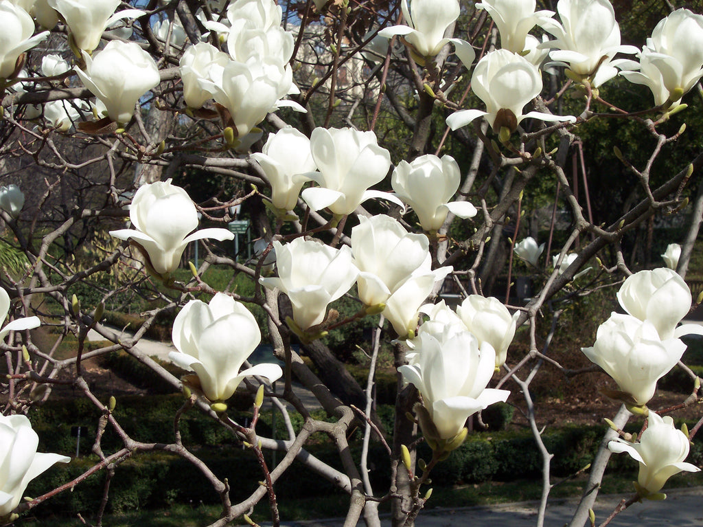 Magnolia Denudata 10 Seeds, Fragrant Flowering Tree Shrub Yulan Jade Lily