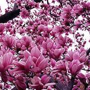 Magnolia Liliiflora Shrub 10 Seeds, Mulan Garden, Tulip or Lily Magnolia