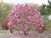 Magnolia Liliiflora Shrub 10 Seeds, Mulan Garden, Tulip or Lily Magnolia