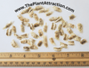 Markhamia Lutea 20/100/500 Seeds, Nile Tulip Trumpet or Siala Shrub or Small Tree