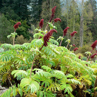 Melianthus Major Shrub 5 Seeds, Exotic Fragrant Giant Honey Bush