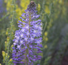 Merwilla Plumbea 10 Seeds, Scilla Natalensis, African Perennial Bulb
