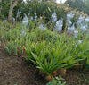 Merwilla Plumbea 10 Seeds, Scilla Natalensis, African Perennial Bulb
