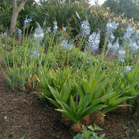 Merwilla Plumbea 10 Seeds, Scilla Natalensis, African Perennial Bulb