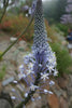 Merwilla Plumbea 10 Seeds, Scilla Natalensis, African Perennial Bulb