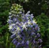 Merwilla Plumbea 10 Seeds, Scilla Natalensis, African Perennial Bulb