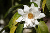 Michelia Excelsa Tree 10 Seeds, Very Fragrant Temple Magnolia Doltsopa