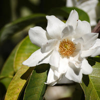 Michelia Excelsa Tree 10 Seeds, Very Fragrant Temple Magnolia Doltsopa
