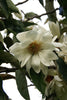 Michelia Excelsa Tree 10 Seeds, Very Fragrant Temple Magnolia Doltsopa