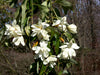 Michelia Excelsa Tree 10 Seeds, Very Fragrant Temple Magnolia Doltsopa