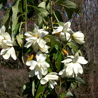 Michelia Excelsa Tree 10 Seeds, Very Fragrant Temple Magnolia Doltsopa