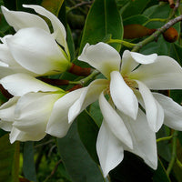 Michelia Excelsa Tree 10 Seeds, Very Fragrant Temple Magnolia Doltsopa
