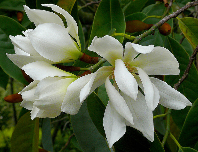 Michelia Excelsa Tree 10 Seeds, Very Fragrant Temple Magnolia Doltsopa