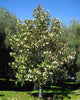 Michelia Excelsa Tree 10 Seeds, Very Fragrant Temple Magnolia Doltsopa