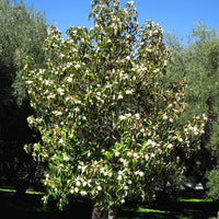 Michelia Excelsa Tree 10 Seeds, Very Fragrant Temple Magnolia Doltsopa