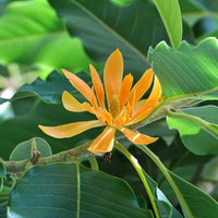 Michelia Champaca Magnolia Tree Shrub 10/100/500 Seeds, Fragrant Perfume JOY