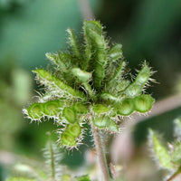 Mimosa Pudica 50 Seeds, The Sensitive Plant, Touch Me Not Herb, Tickle It