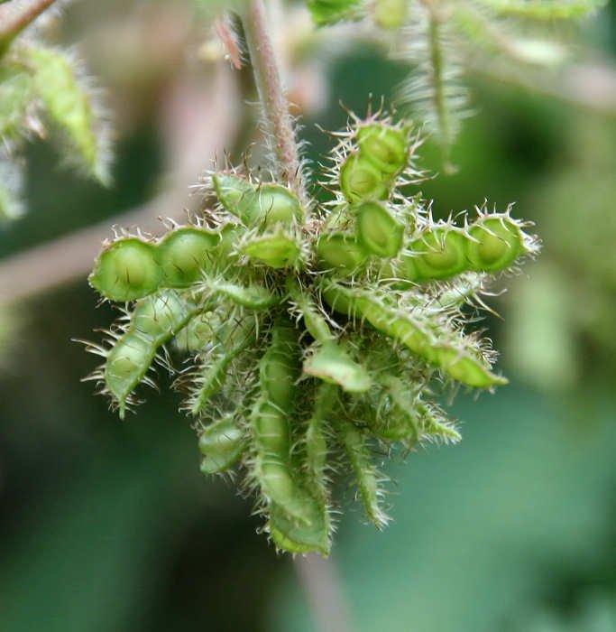 tickle me plant seeds Mimosa Pudica 50 Seeds, The Sensitive Plant, Touch Me Not Herb, Tickle It