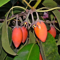 Mimusops Elengi Tree 15 Seeds, Fragrant Spanish Cherry, Indian Medlar Bakul