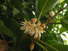 Mimusops Elengi Tree 15 Seeds, Fragrant Spanish Cherry, Indian Medlar Bakul