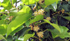 Mimusops Elengi Tree 15 Seeds, Fragrant Spanish Cherry, Indian Medlar Bakul