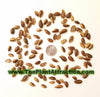 Mimusops Elengi Tree 15 Seeds, Fragrant Spanish Cherry, Indian Medlar Bakul