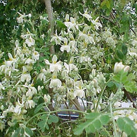 Moringa Oleifera Pterygosperma Tree 10/100/500 Seeds, Horseradish Oil Edible Ornamental