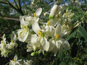 Moringa Oleifera Pterygosperma Tree 10/100/500 Seeds, Horseradish Oil Edible Ornamental