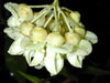 Mucuna Gigantea Rare Vine Seed, Ornamental Sea Bean Climber, Burny Bean