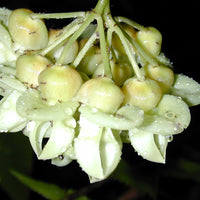 Mucuna Gigantea Rare Vine Seed, Ornamental Sea Bean Climber, Burny Bean