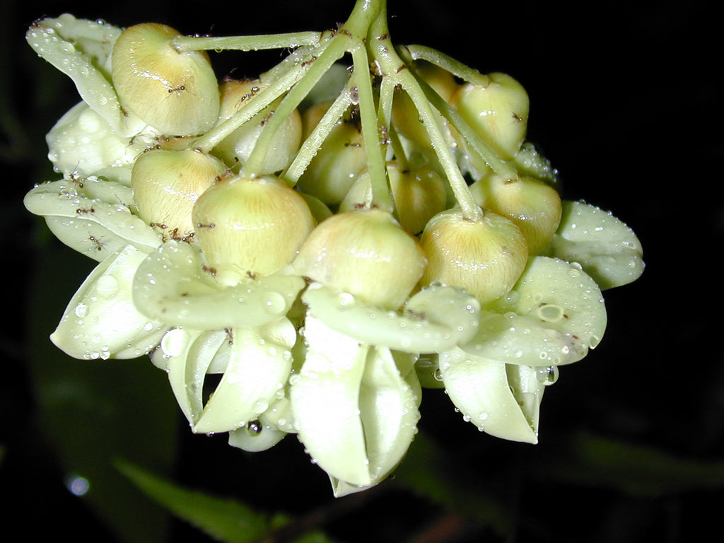 Mucuna Gigantea Rare Vine Seed, Ornamental Sea Bean Climber, Burny Bean