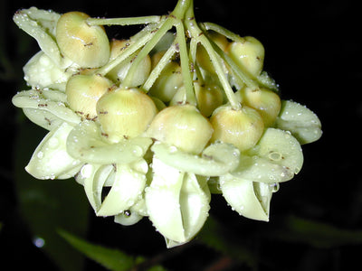 Mucuna Gigantea Rare Vine Seed, Ornamental Sea Bean Climber, Burny Bean