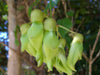 Mucuna Gigantea Rare Vine Seed, Ornamental Sea Bean Climber, Burny Bean