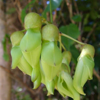 Mucuna Gigantea Rare Vine Seed, Ornamental Sea Bean Climber, Burny Bean