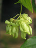 Mucuna Gigantea Rare Vine Seed, Ornamental Sea Bean Climber, Burny Bean