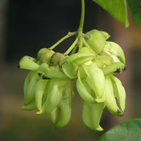 Mucuna Gigantea Rare Vine Seed, Ornamental Sea Bean Climber, Burny Bean