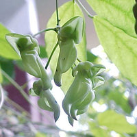 Mucuna Gigantea Rare Vine Seed, Ornamental Sea Bean Climber, Burny Bean
