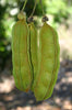 Mucuna Gigantea Rare Vine Seed, Ornamental Sea Bean Climber, Burny Bean