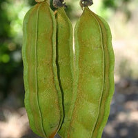 Mucuna Gigantea Rare Vine Seed, Ornamental Sea Bean Climber, Burny Bean