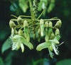Mucuna Holtonii Vine Seed, Central / South American Woody Creeper, Sea Bean
