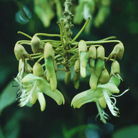 Mucuna Holtonii Vine Seed, Central / South American Woody Creeper, Sea Bean