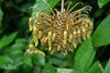 Mucuna Holtonii Vine Seed, Central / South American Woody Creeper, Sea Bean
