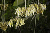 Mucuna Holtonii Vine Seed, Central / South American Woody Creeper, Sea Bean
