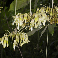 Mucuna Holtonii Vine Seed, Central / South American Woody Creeper, Sea Bean